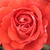 Czerwony  - Róże rabatowe floribunda - Scherzo